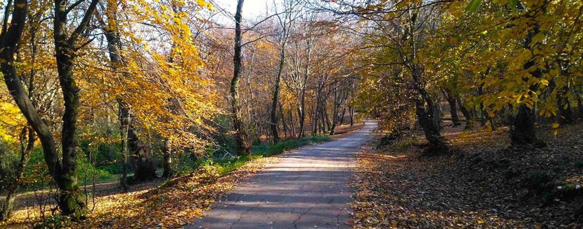 آلاچیق پارک جنگلی؛ منبع عکس: گوگل مپ؛ عکاس: مهدی سلطانی