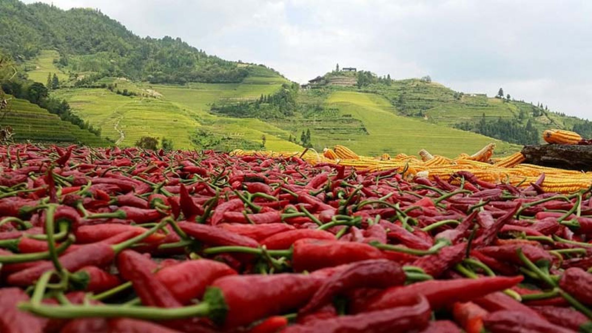 خشک کردن فلفل در روستای پینگان 