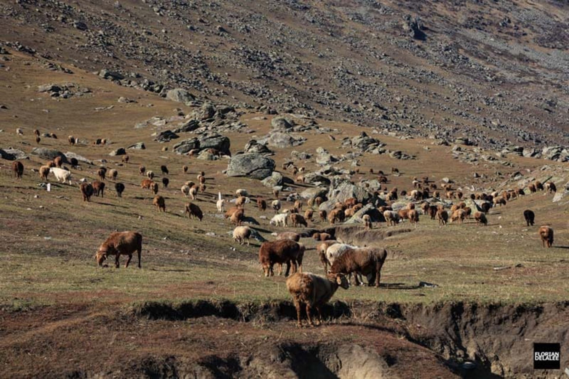 گله گاو و گوسفند در حال چرا در روستای همو در چین