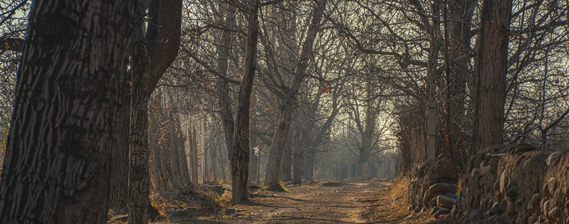 طبیعت عجب شیر؛ منبع عکس: Unsplash؛ عکاس: محمد مردانی