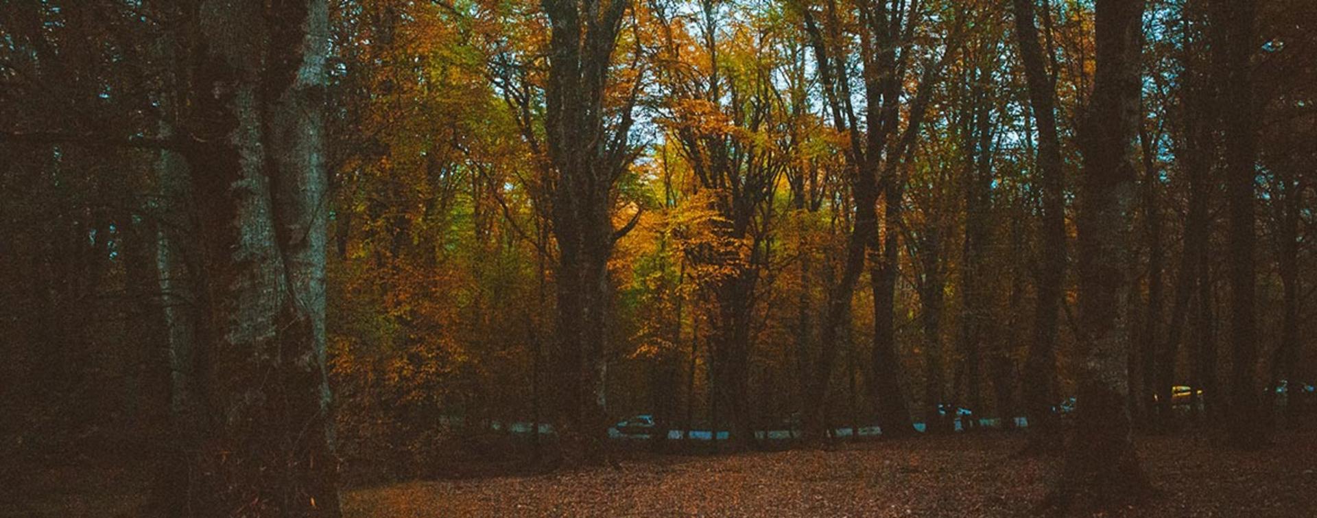 پارک جنگلی میرزا کوچک خان؛ منبع عکس: Unsplash؛ عکاس: ali qavidel 