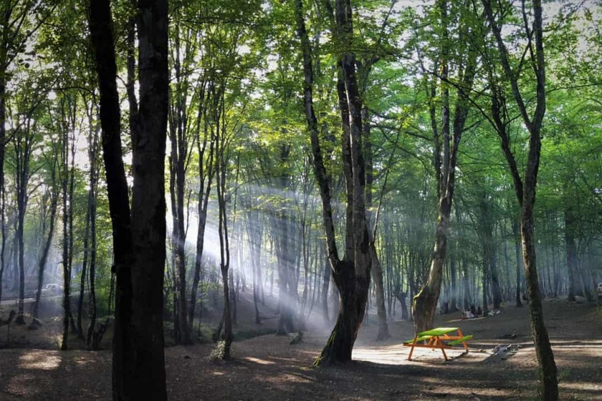 پارک جنگلی ناهارخوران