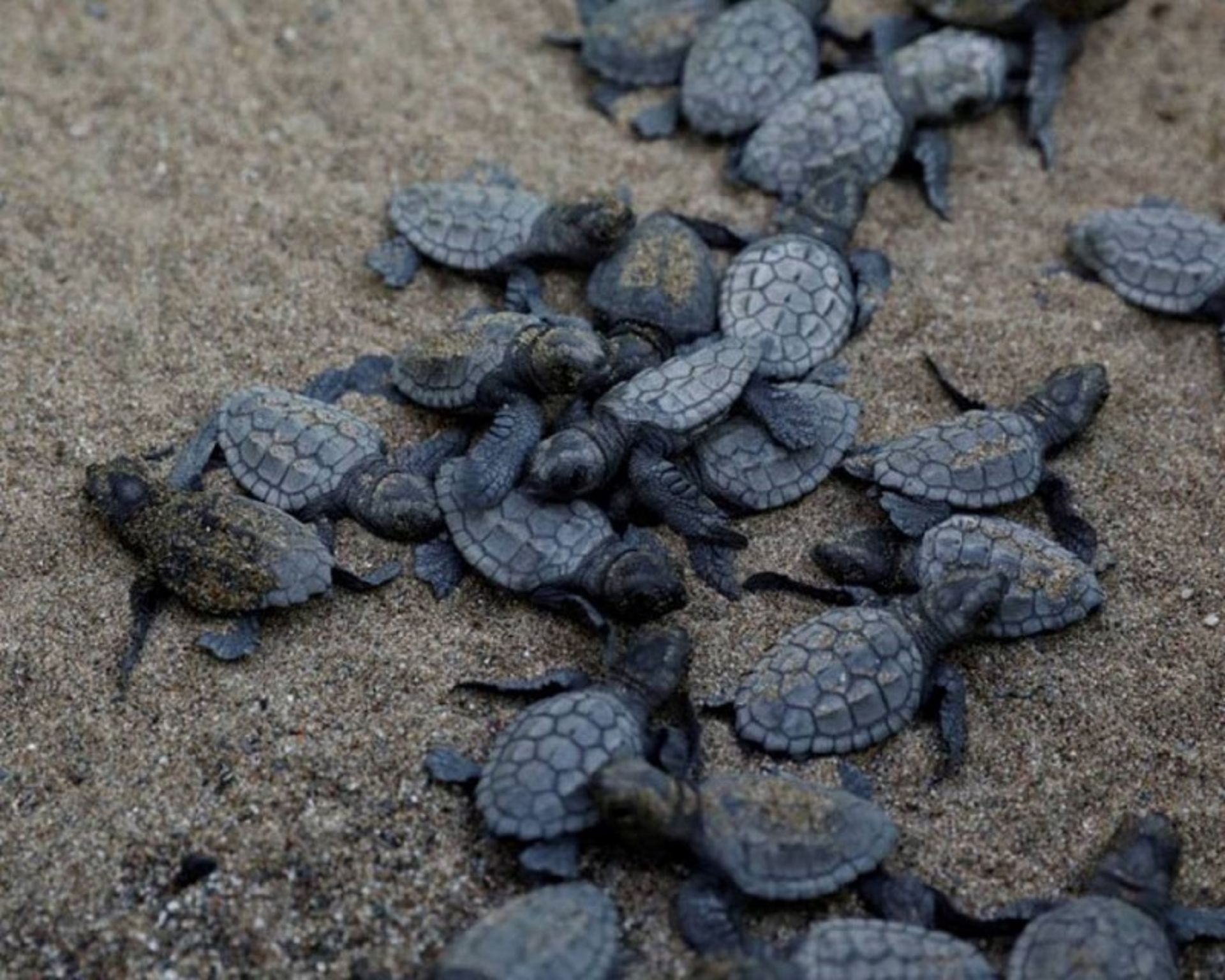 همه چیز درباره انواع لاک پشت های دریایی کیش