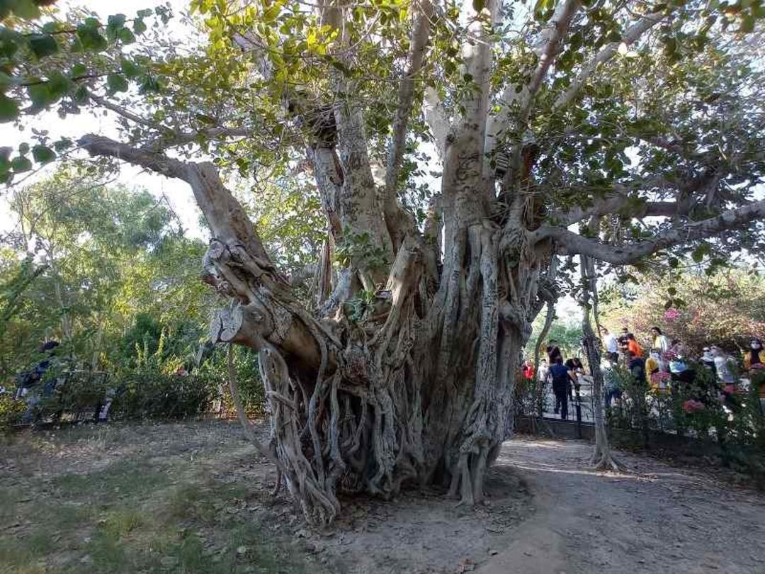 درخت سبز کیش