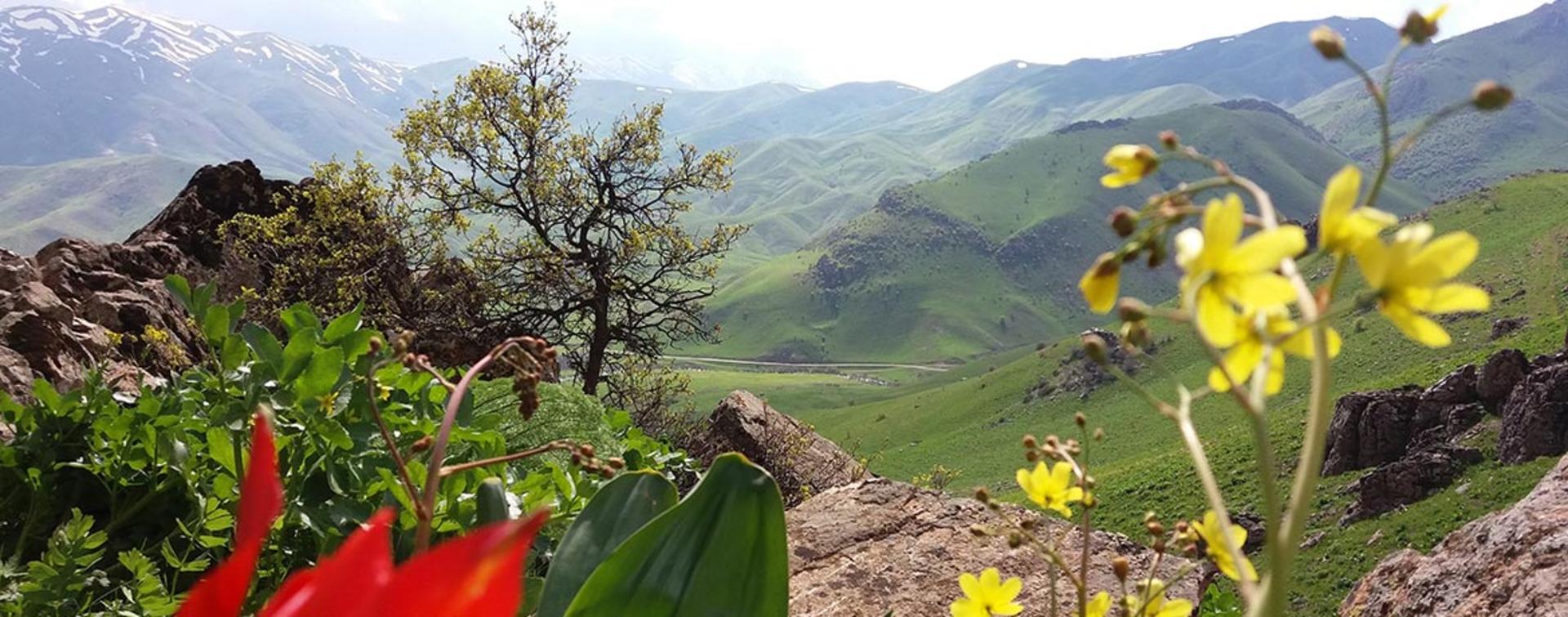 طبیعت زیبای مریوان؛ منبع عکس: گوگل مپ؛ عکاس: رفیق رضایی