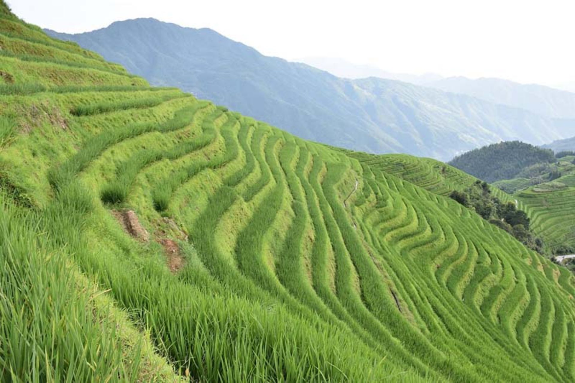 تپه‌های سبز و پلکانی در روستای پینگان 