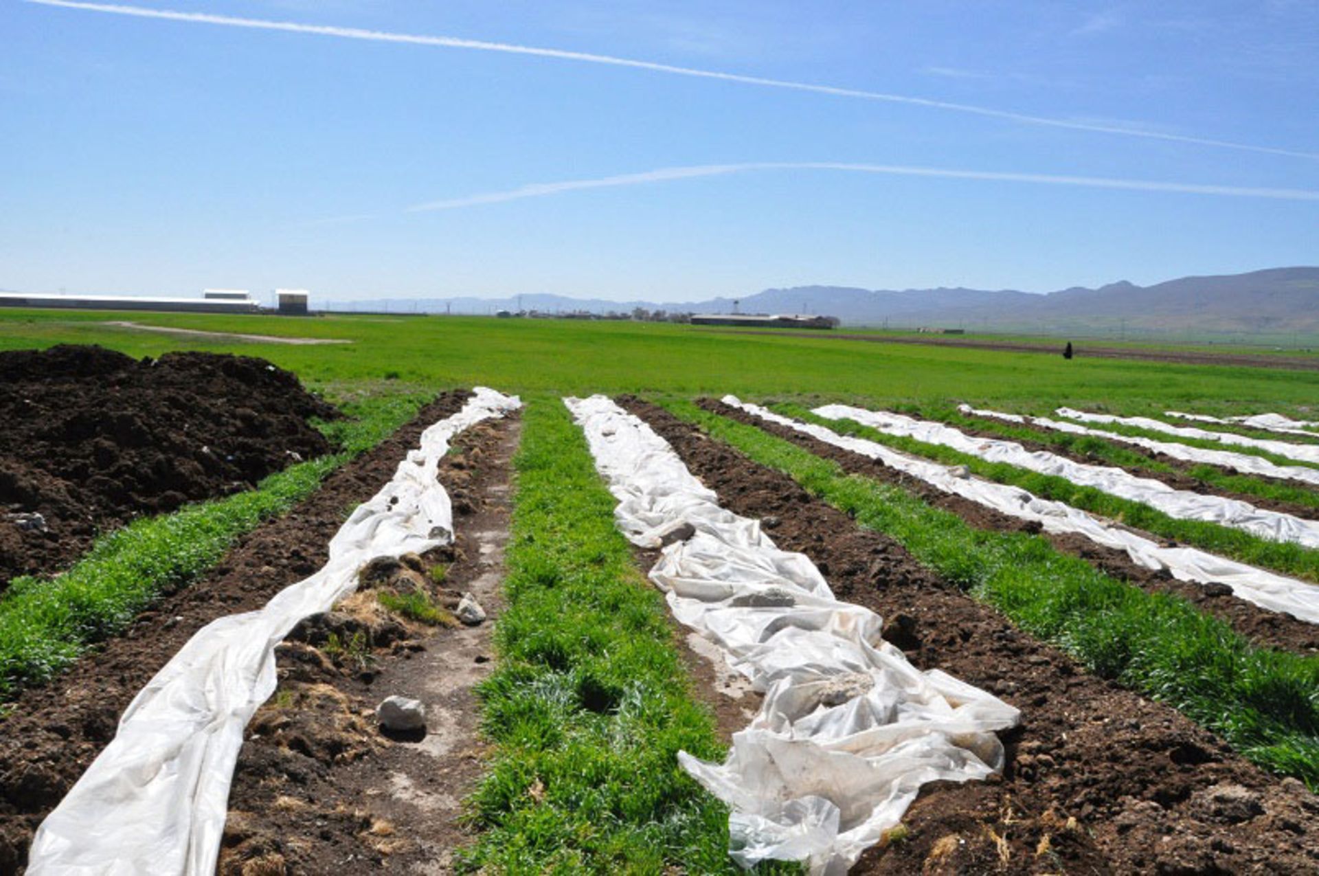 زمین های کشاورزی روستای چقاگینو؛ منبع عکس: دانشگاه علوم پزشکی کرمانشاه؛ عکاس: نامشخص