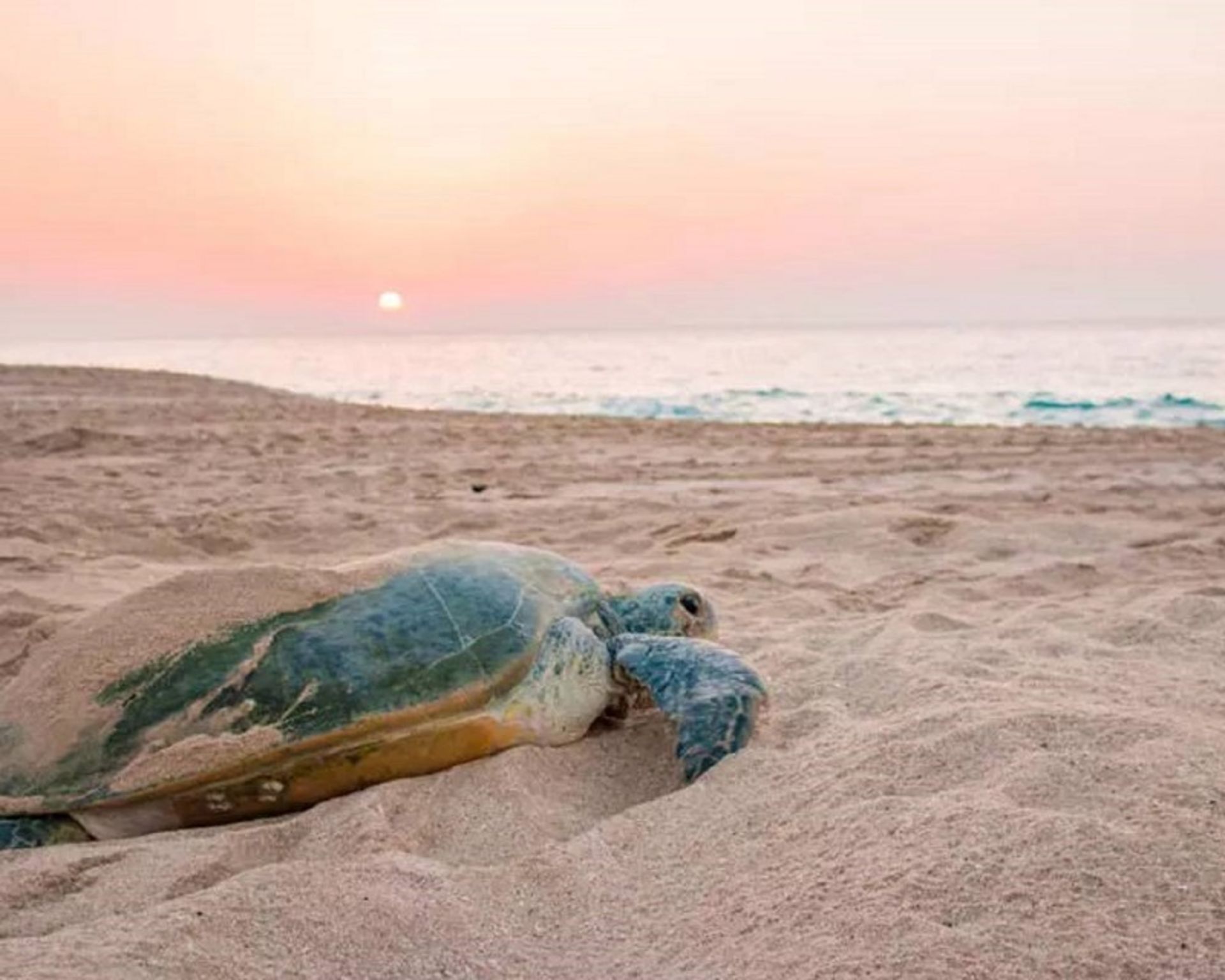 موقعیت قرارگیری ساحل لاک پشت های جزیره کیش