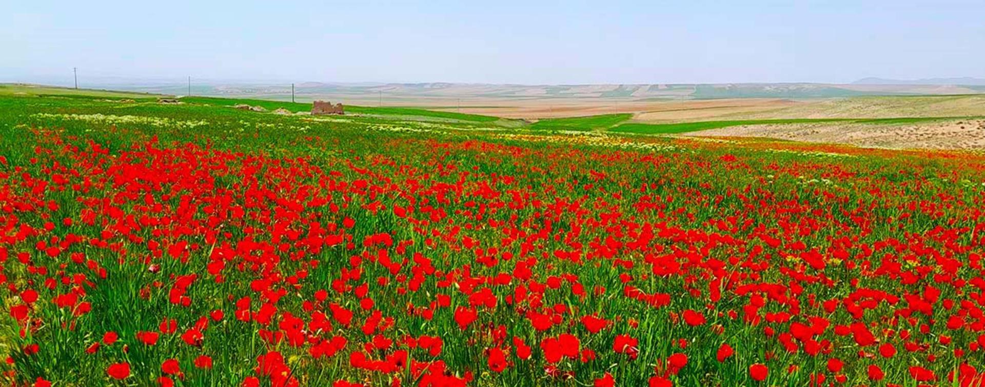 طبیعت بکر سراب؛ منبع عکس: گوگل مپ؛ عکاس: میثم محمدخانی