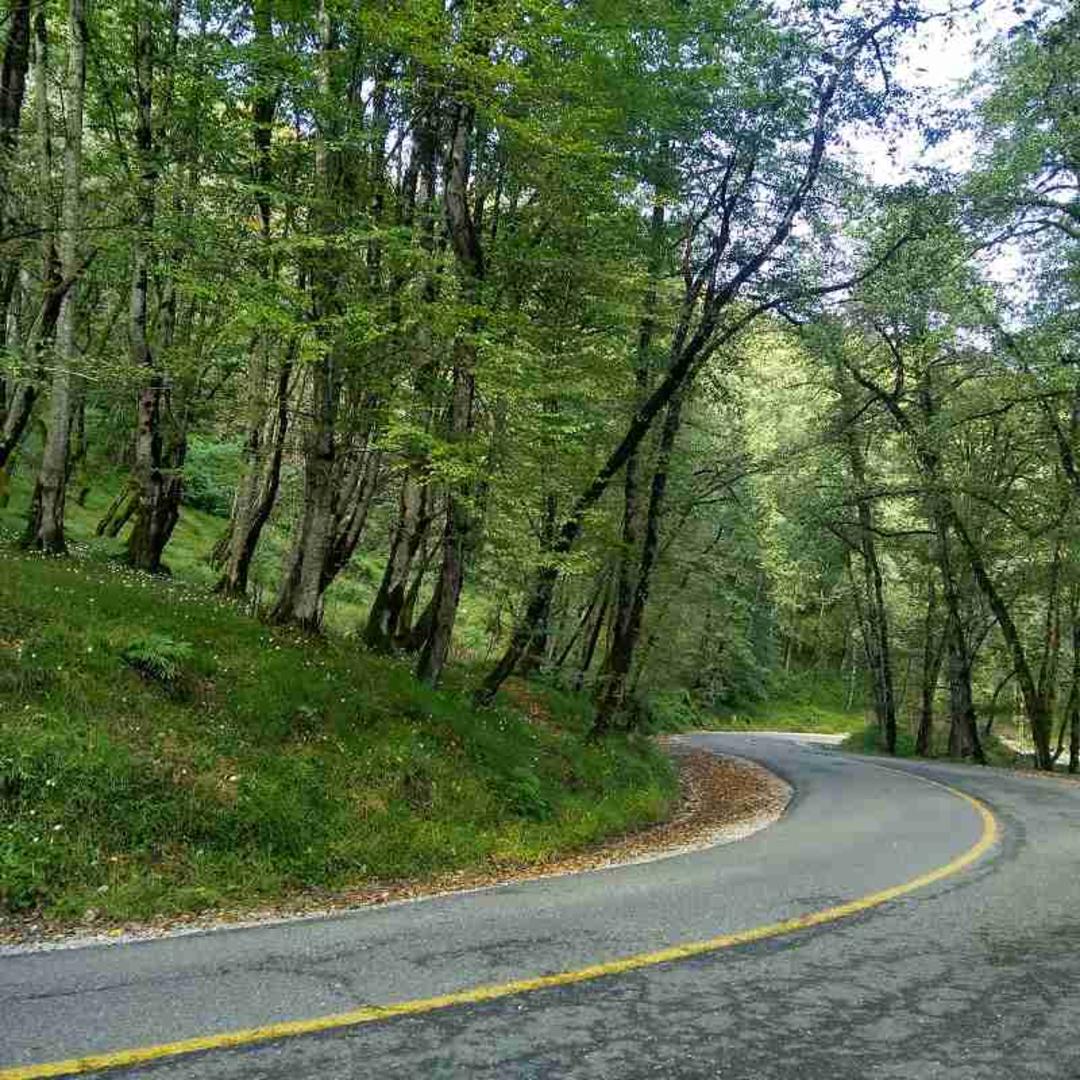 عبور جاده از میان درختان سرسبز جنگل دالخانی