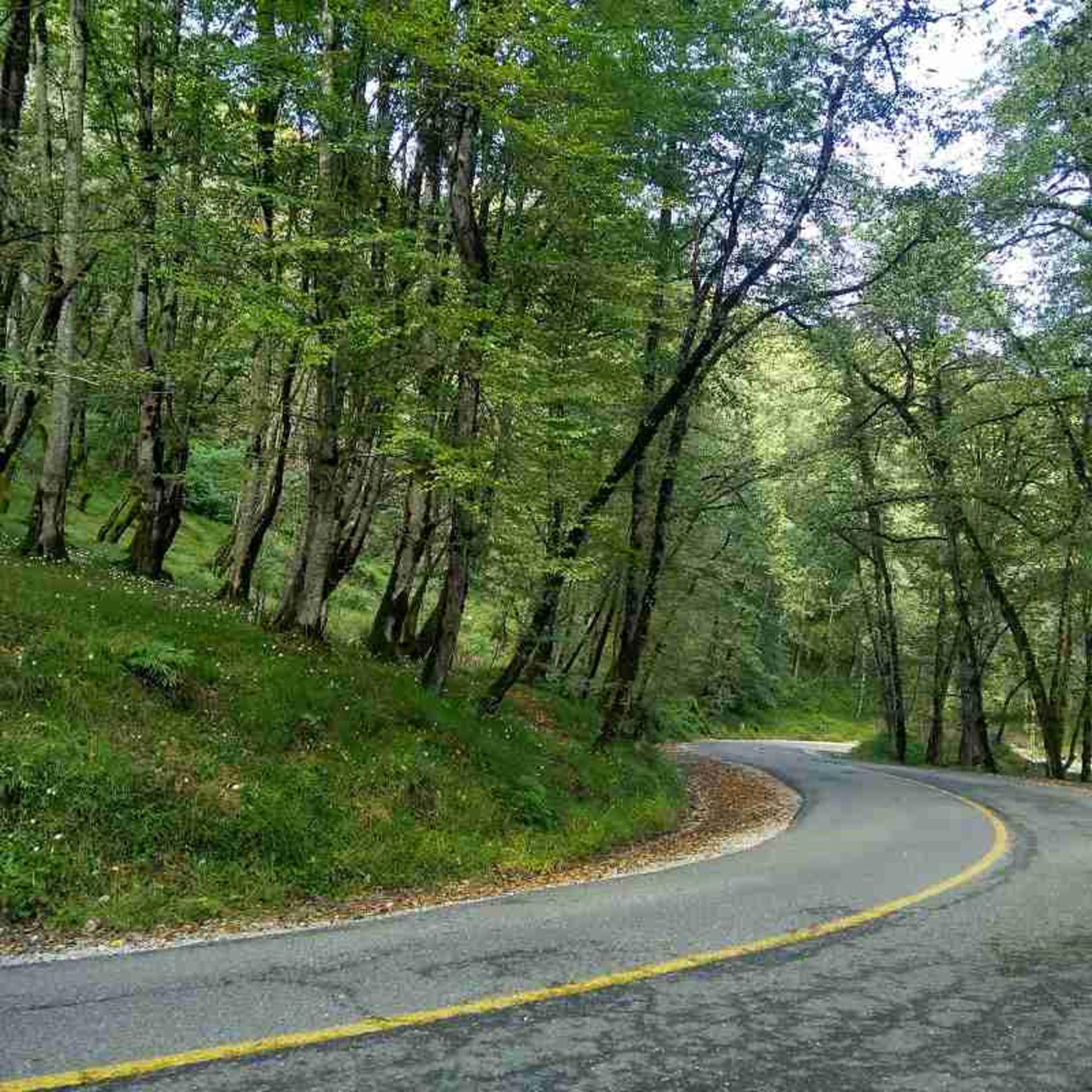 عبور جاده از میان درختان سرسبز جنگل دالخانی