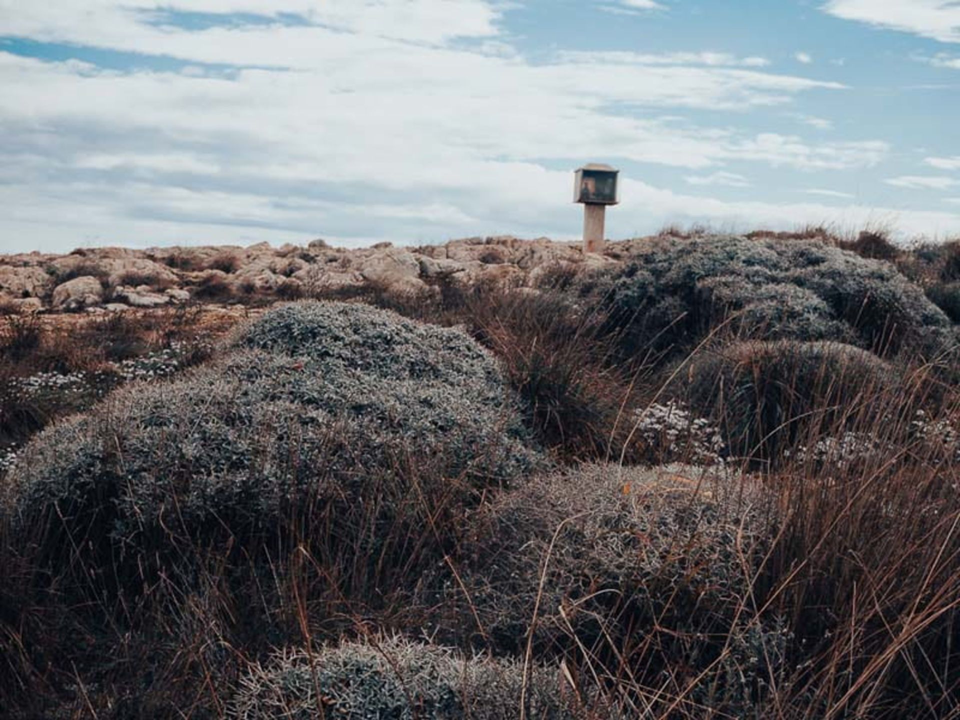 یک سازه برای عبادت در میان گیاهان