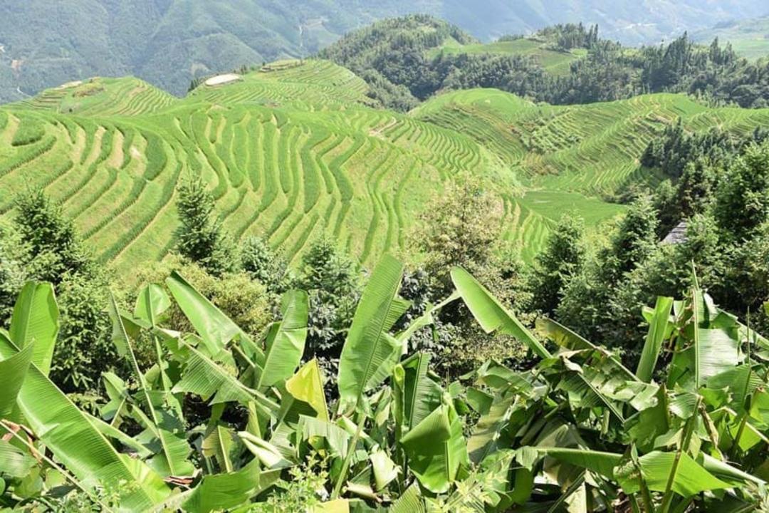 دورنمایی از سرسبزی زیبا در پینگان چین