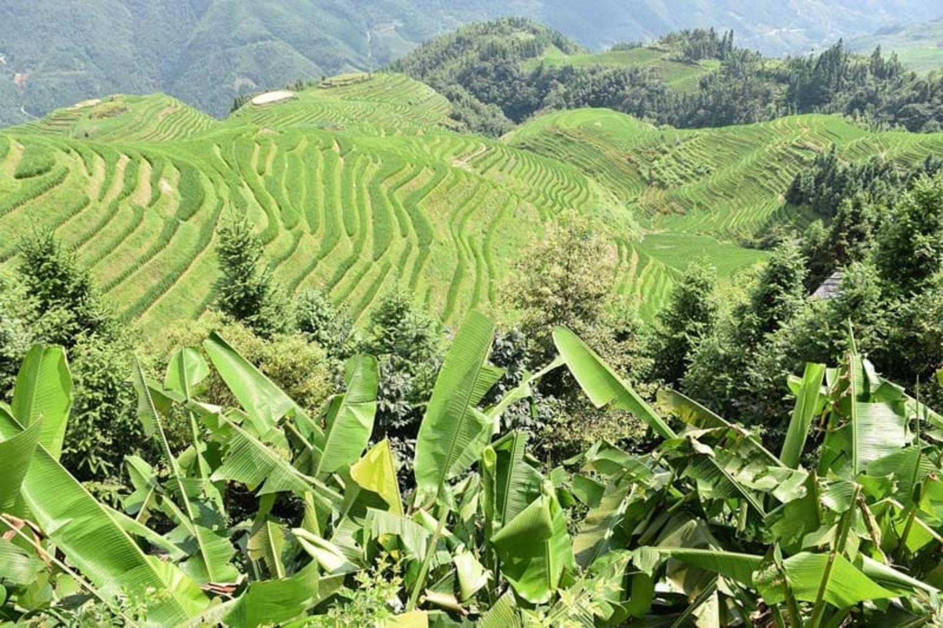 دورنمایی از سرسبزی زیبا در پینگان چین