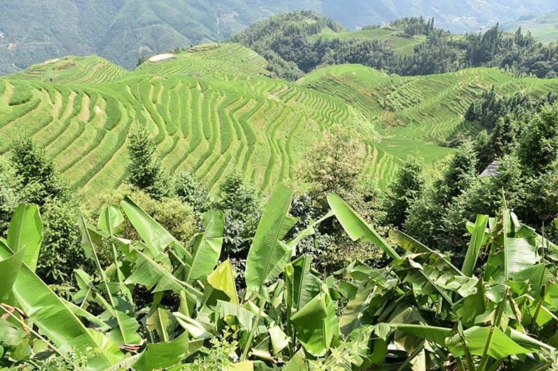 دورنمایی از سرسبزی زیبا در پینگان چین