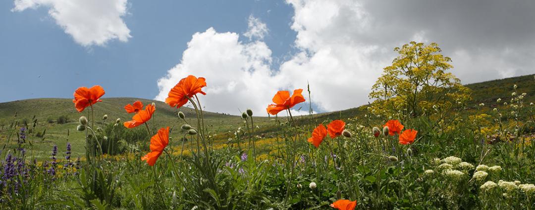 طبیعت روستای لیقوان؛ منبع عکس: گوگل مپ؛ عکاس: مهسا کیا