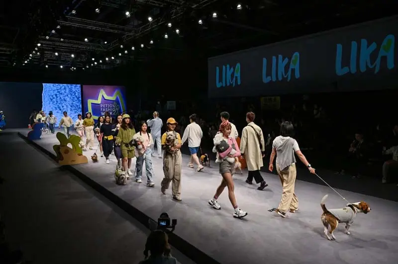 کت واک حیوانات در هفته مد پت جوی (Petjoy fashion week) در شانگهای چین