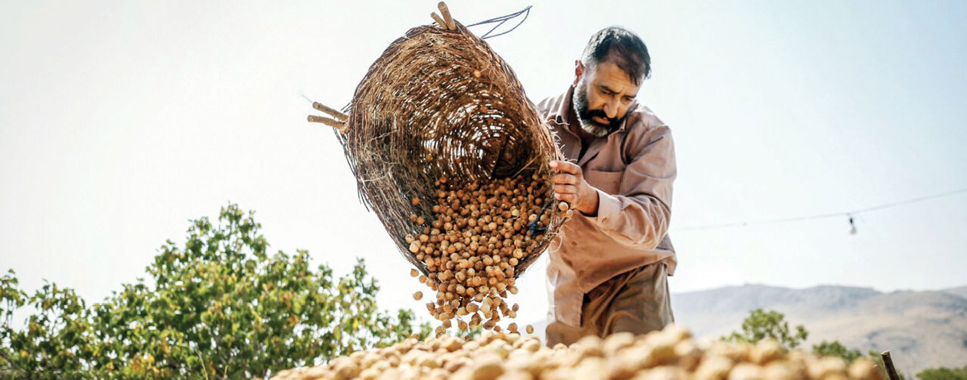 برداشت انجیر در استهبان؛ منبع عکس: newspaper.hamshahrionline.ir؛ عکاس: نامشخص