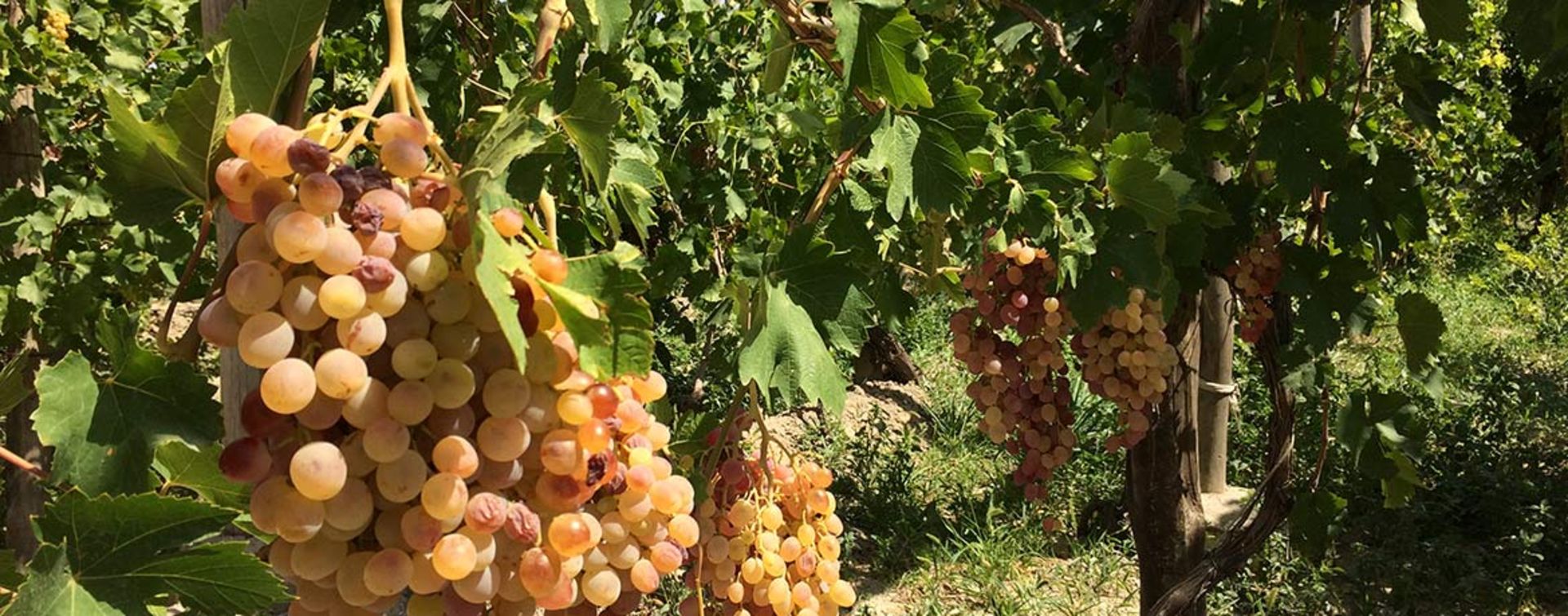 درختان انگور تاکستان های سردرود؛ منبع عکس: گوگل مپ؛ عکاس: memuchehr Tabrizii