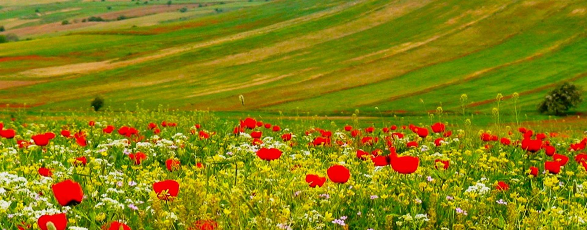 دشت شقایق گالیکش؛ منبع عکس: حسینی رنت؛ عکاس: نامشخص