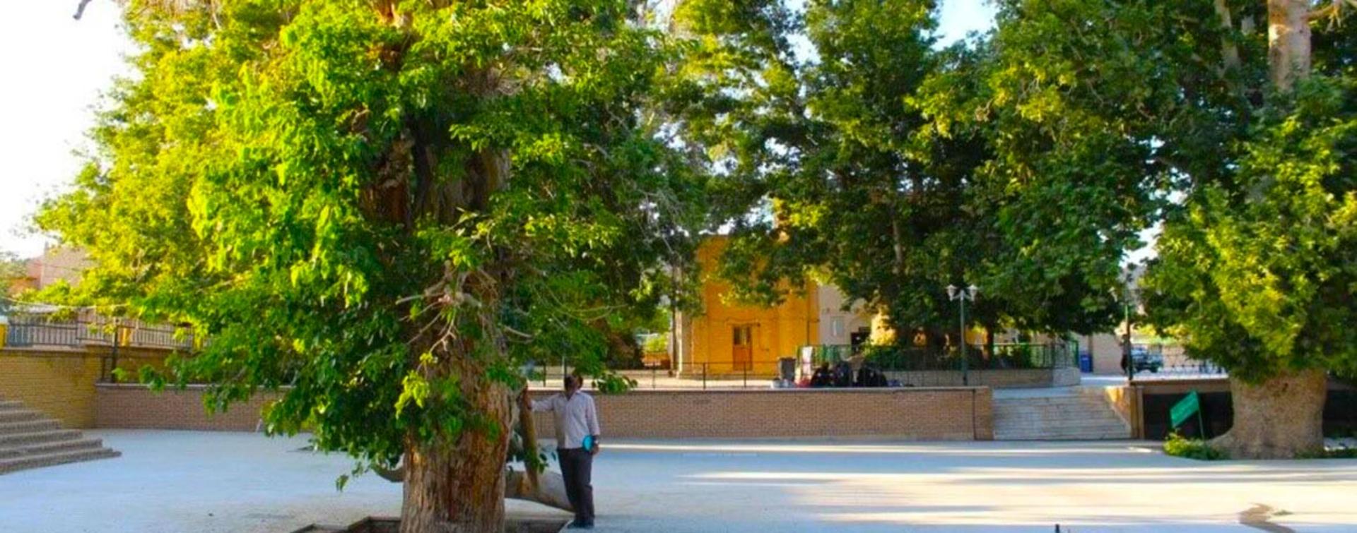 درخت توت کهنسال امامزاده بی بی خاتون؛ منبع عکس: ایرنا؛ عکاس: نامشخص