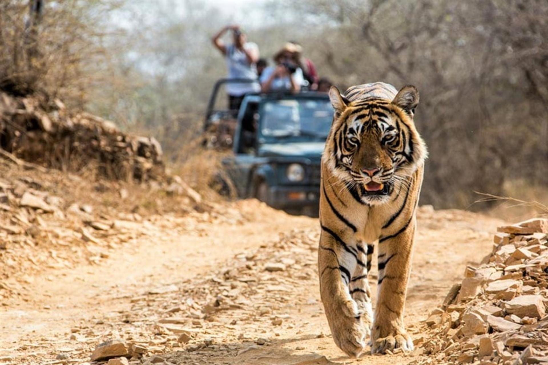 ببر تنها در پارک ملی جیم کوربت، منبع عکس: voyagesurmesureeninde.com، عکاس: نامشخص