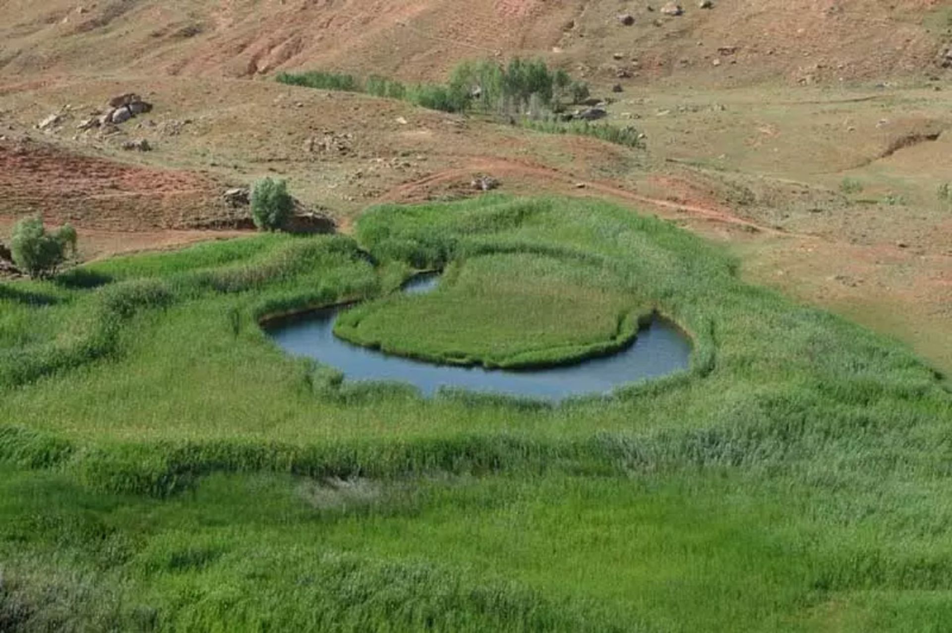 چمن متحرک