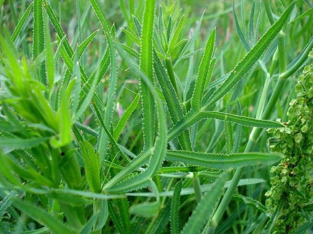 سبزی غازیاغی؛ منبع عکس: وب‌سایت Delgarm.com؛ عکاس: نامشخص