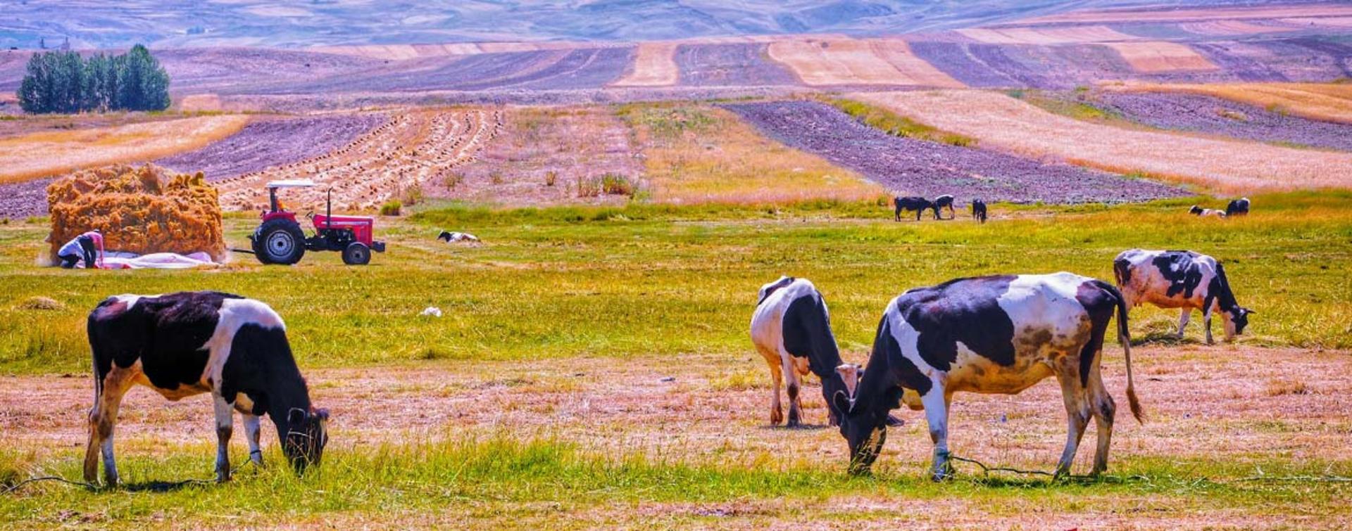 دشت های سرسبز استان فارس؛ منبع عکس: Unsplash؛ عکاس: عرفان پرهیزی