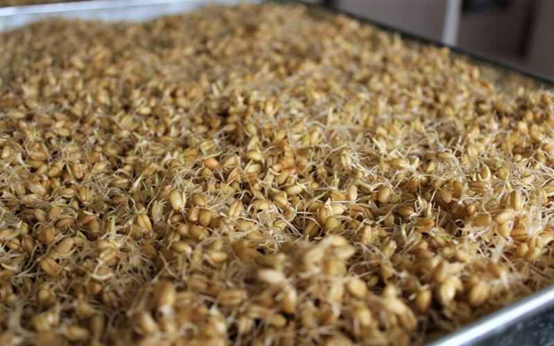 جوانه گندم، منبع عکس: گوگل مپ، عکاس: سمنوی سنتی خوشه طلایی