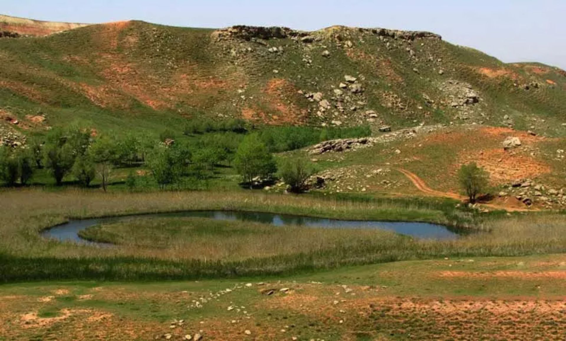 چمن متحرک
