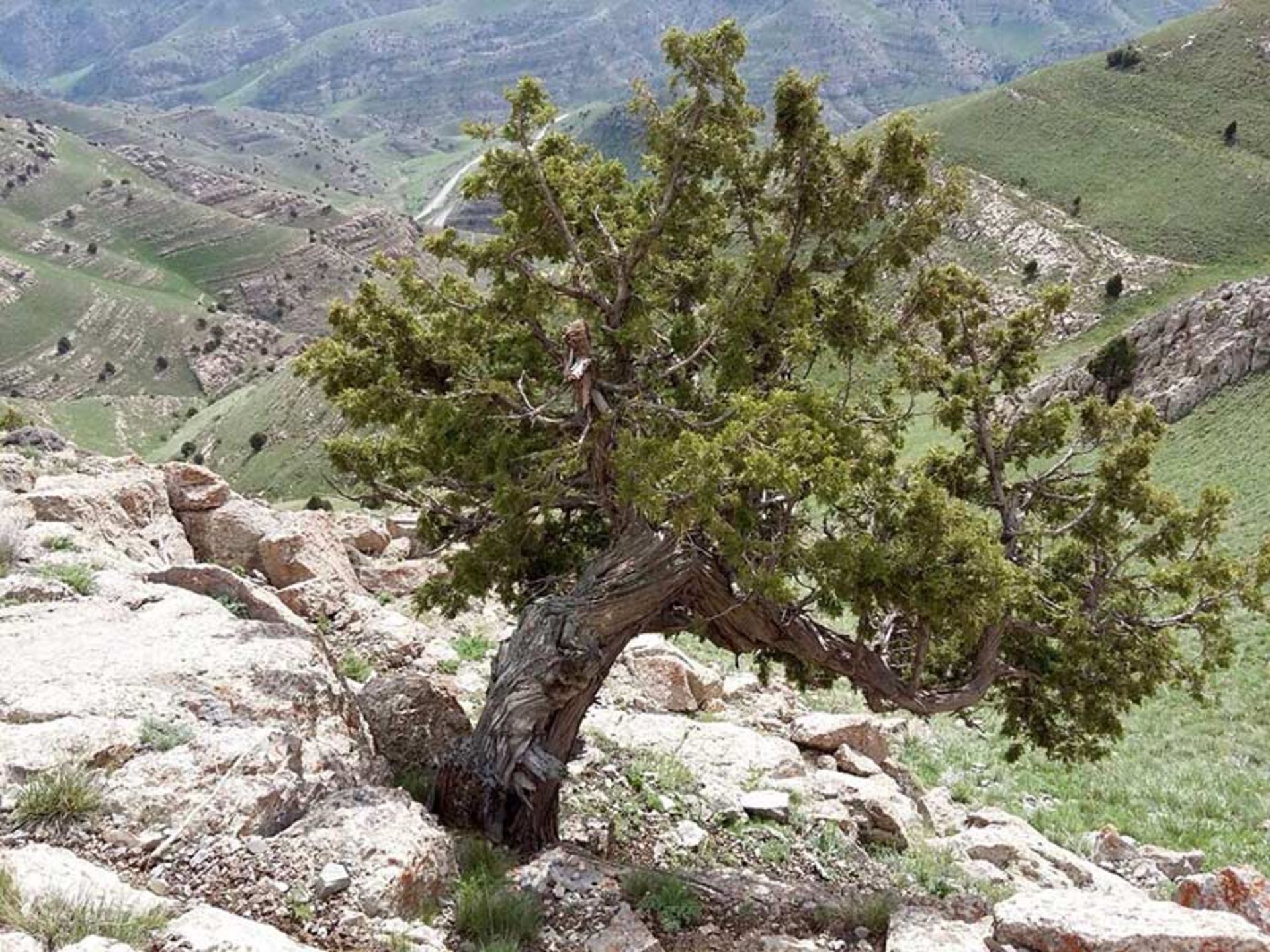 ارتفاعات و طبیعت زیبای پارک ملی تندوره؛ منبع عکس: گوگل مپ؛ عکاس: حسین رهنما
