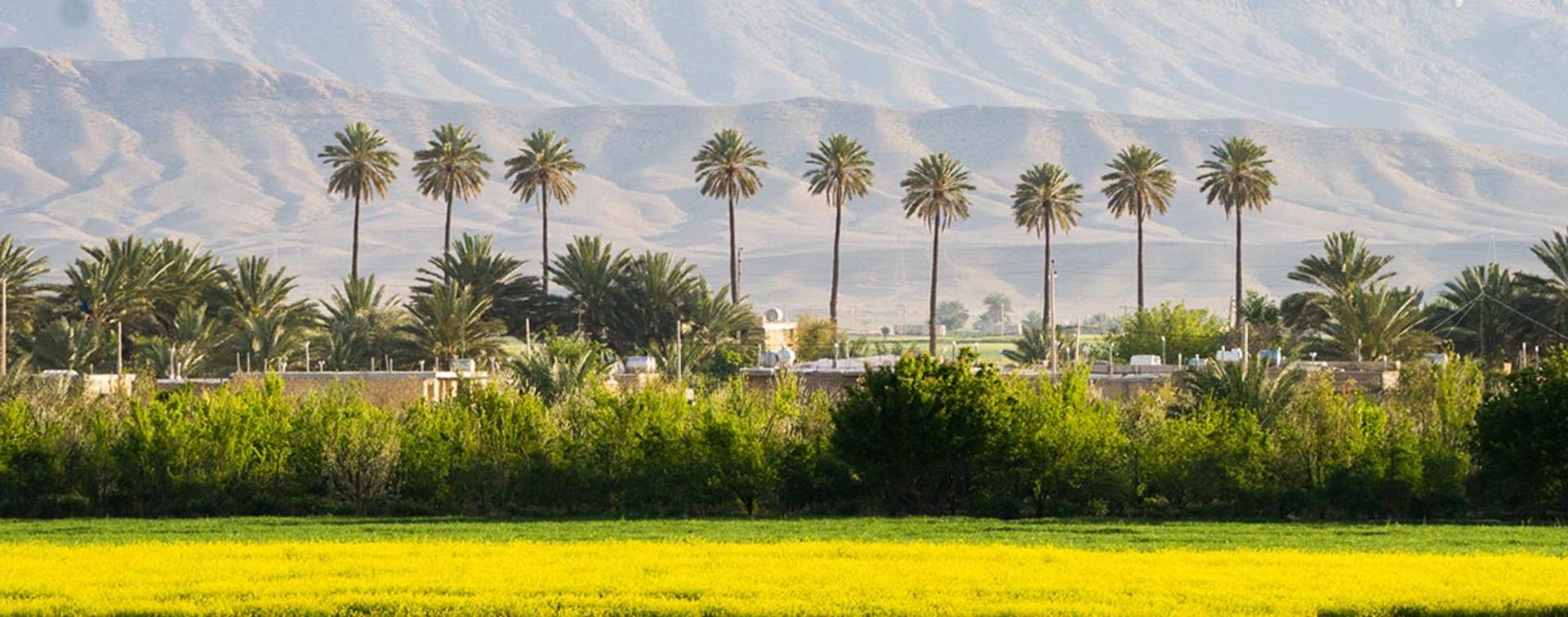 نخل های داراب فارس؛ منبع عکس: گوگل مپ؛ عکاس: احمدرضا صدیق