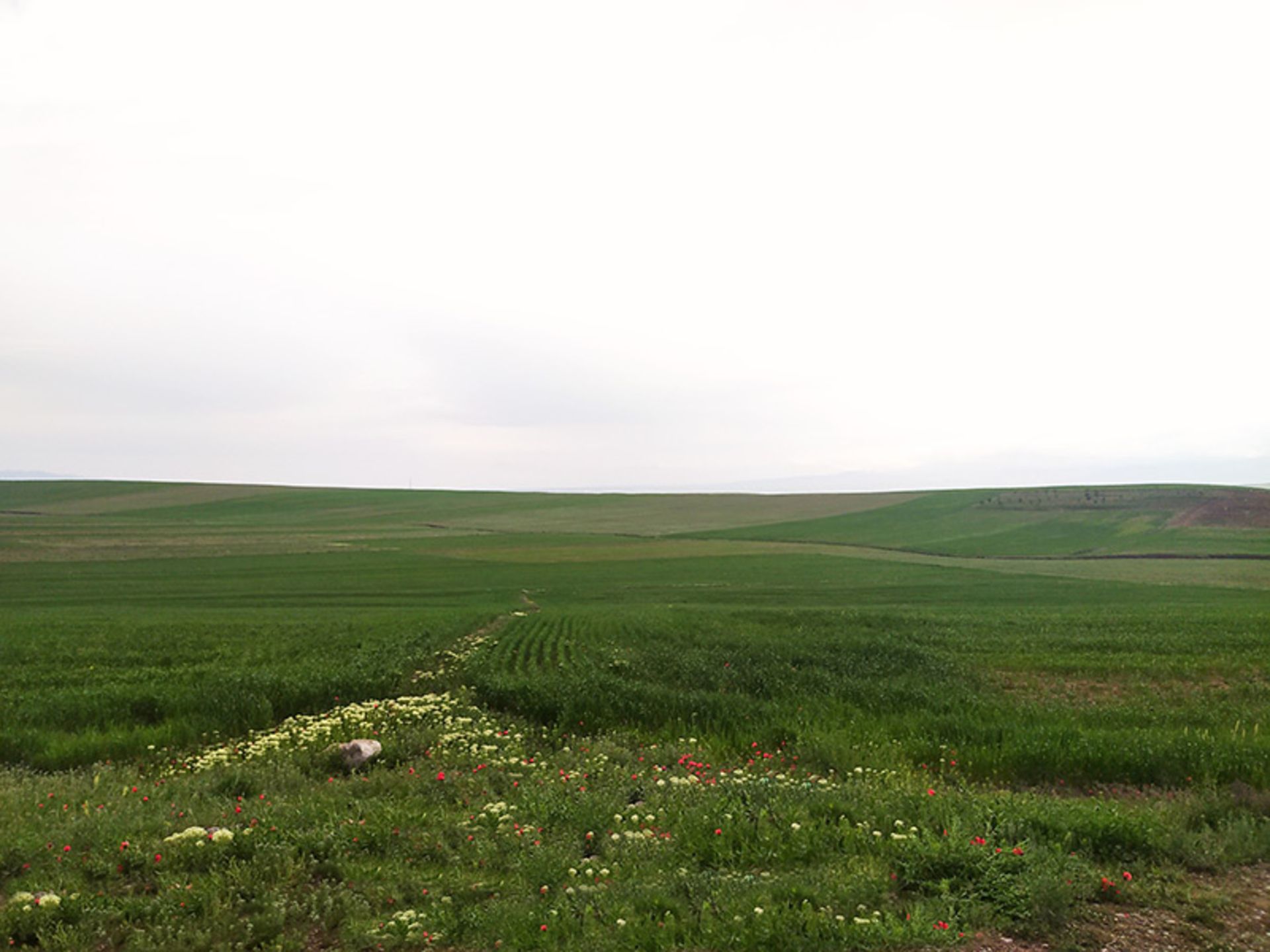 طبیعت زیبای پارک ملی تندوره؛ منبع عکس: گوگل مپ؛ عکاس: نجمه سلیمانی