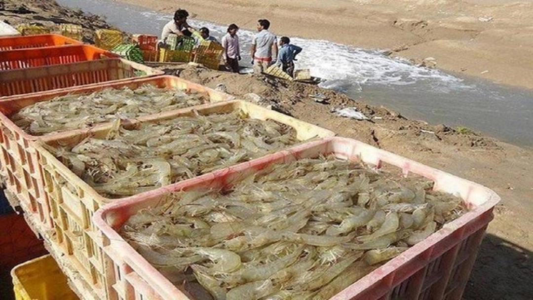 میگو در سیستان و بلوچستان؛ منبع عکس: yjc.ir؛ عکاس: نامشخص