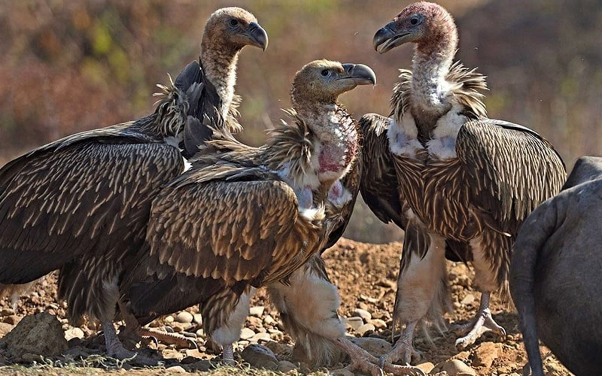 چندین لاشخور در پارک ملی پانا، منبع عکس: natureinfocus.in، عکاس: نامشخص