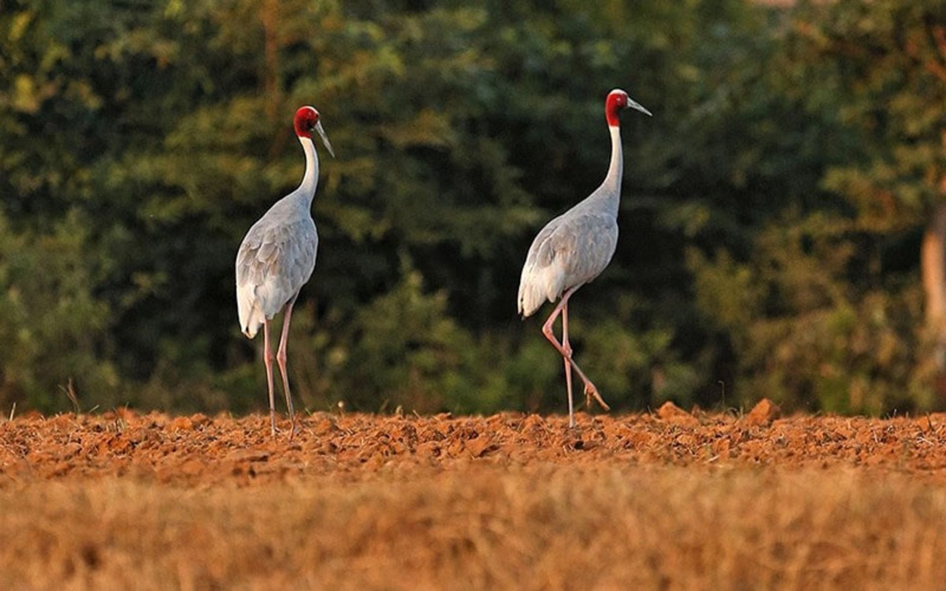 دو پرنده در پارک ملی پانا، منبع عکس: natureinfocus.in، عکاس: نامشخص