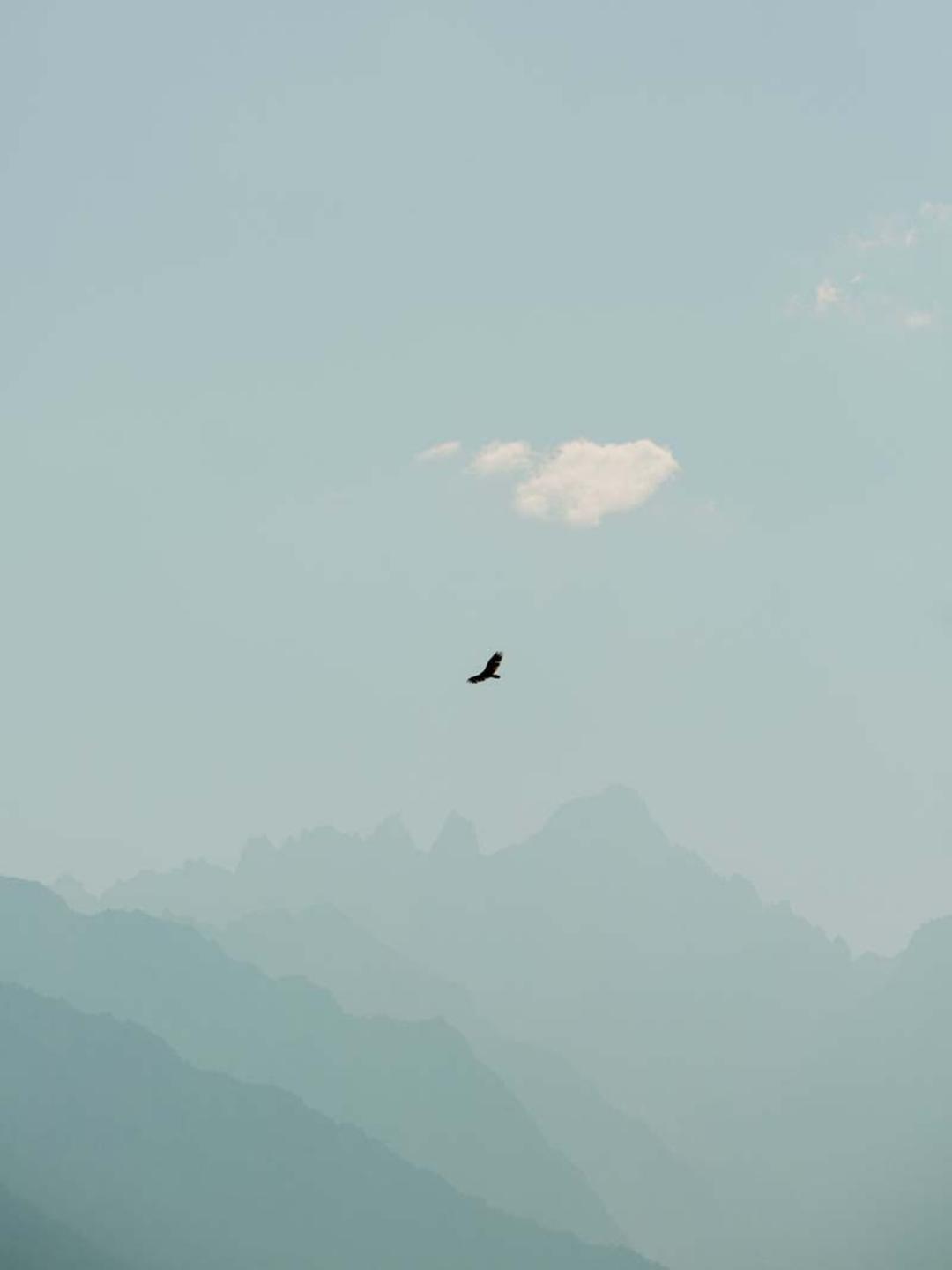 پرنده ای در آسمان کالیفرنیا 