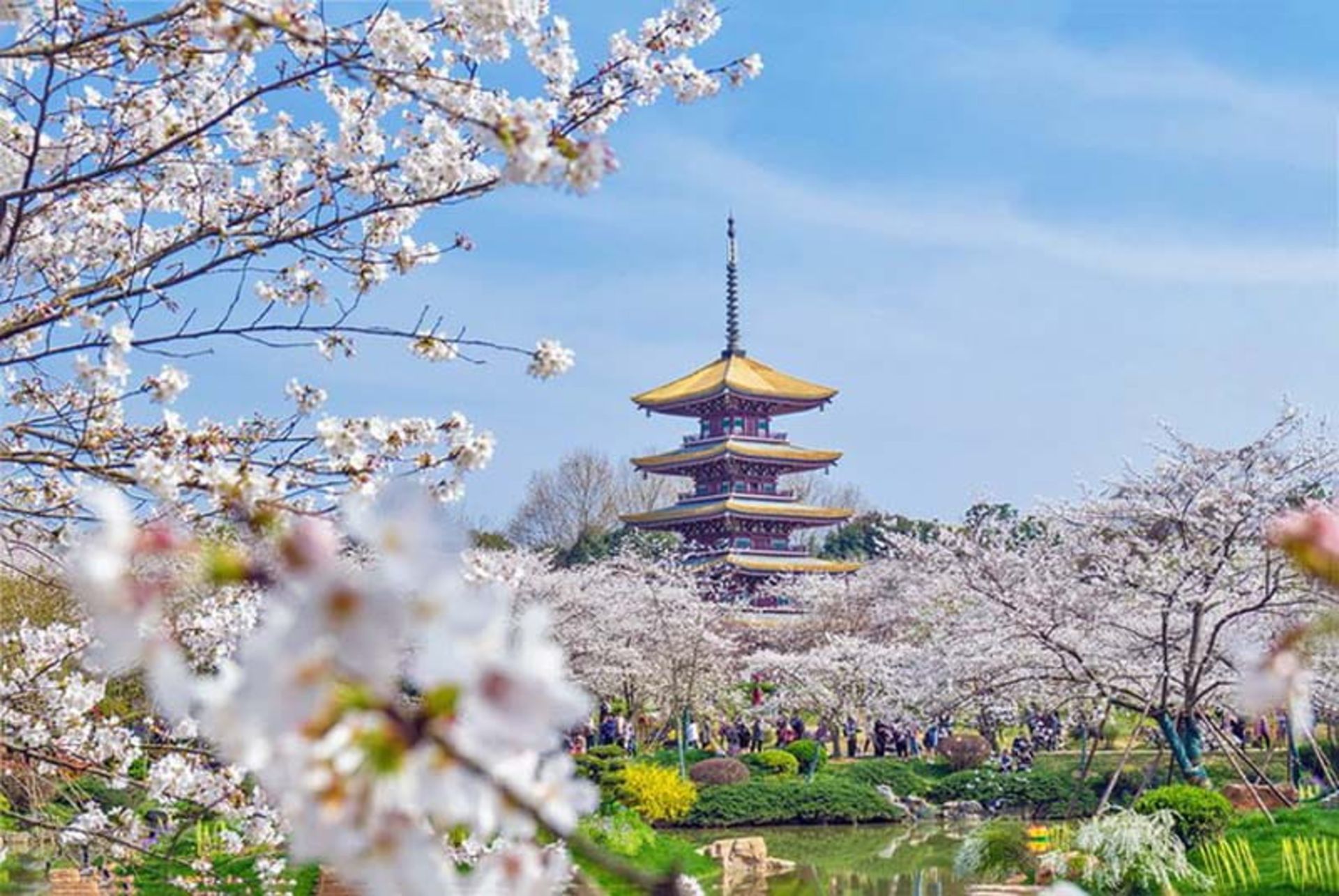 شکوفه های گیلاس در باغ های ووهان (Wuhan)