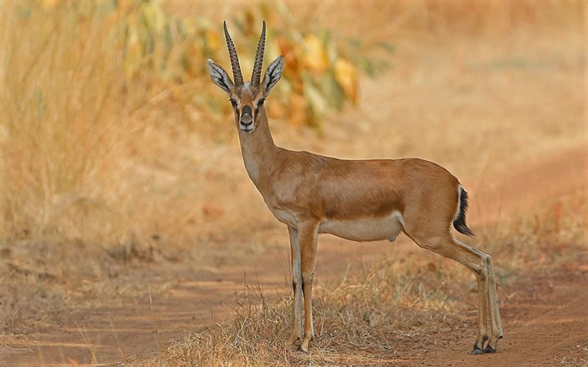 آهوی شاخ‌دار در پارک ملی پانا، منبع عکس: natureinfocus.in، عکاس: نامشخص