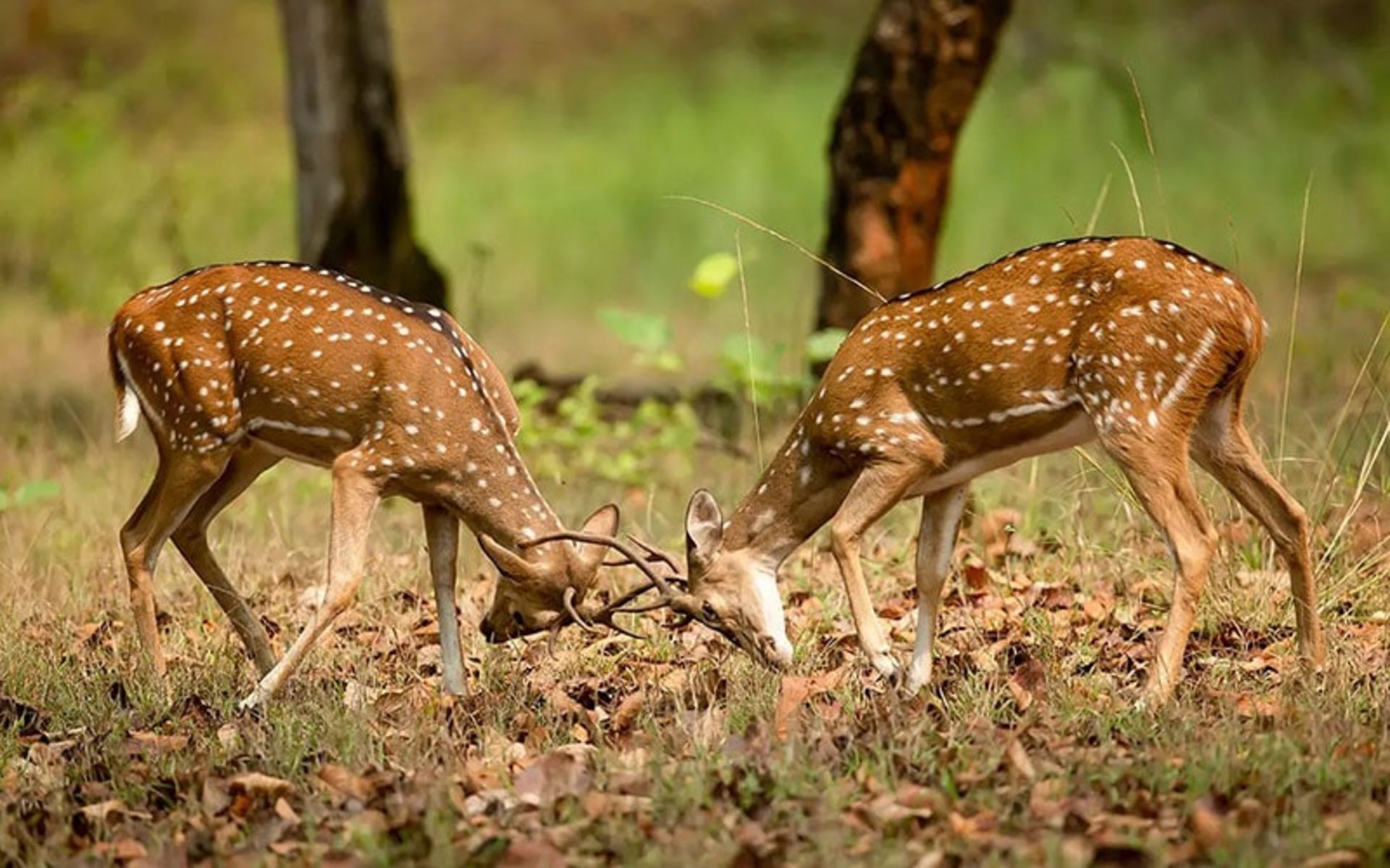 دو گوزن در حال نزاع در پارک ملی پانا در هند، منبع عکس: naturesafariindia.com، عکاس: نامشخص