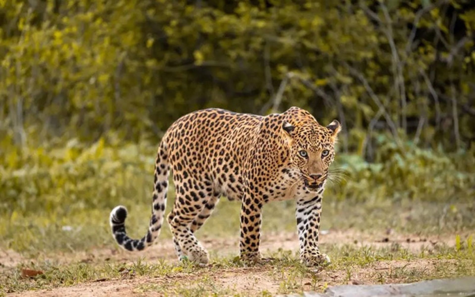 یوزپلنگ در پارک ملی پانا، منبع عکس: naturesafariindia.com، عکاس: نامشخص