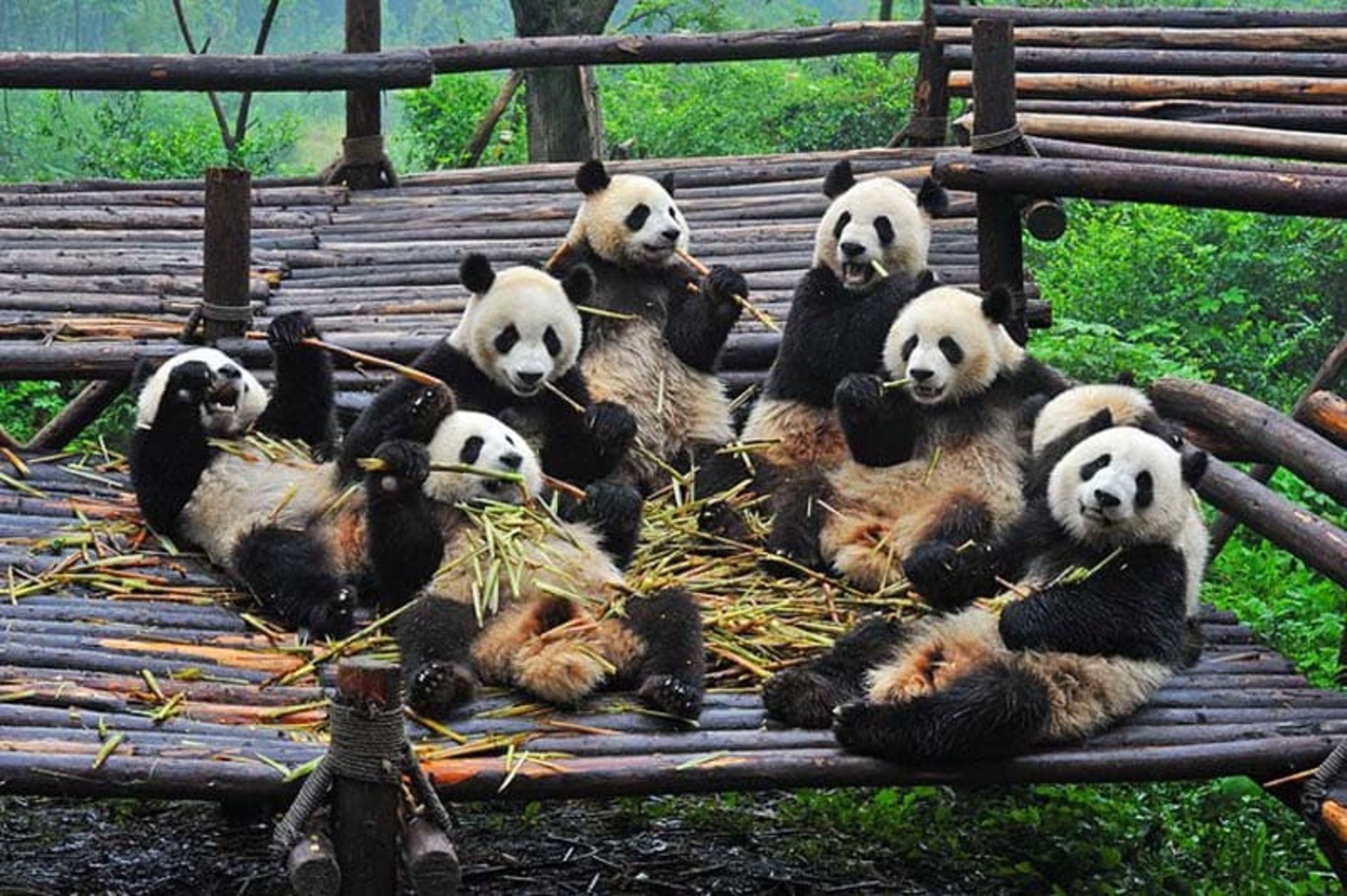 پایگاه تحقیقاتی چنگدو (Chengdu Research Base) برای پرورش پانداهای غول پیکر