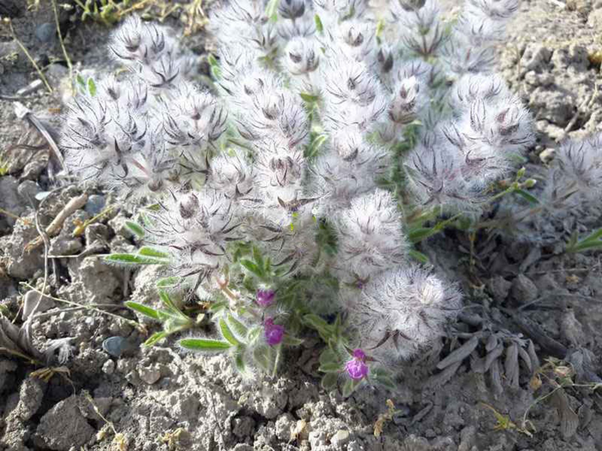 بوته چای کوهی