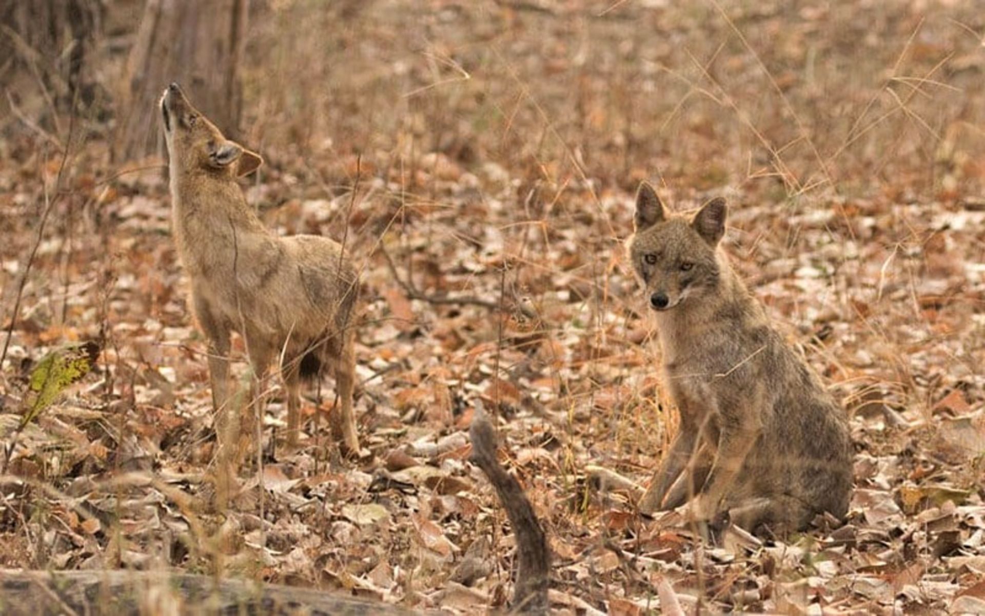 گرگ ها در پارک ملی پانا هند، منبع عکس: panna-national-park.com، عکاس: نامشخص