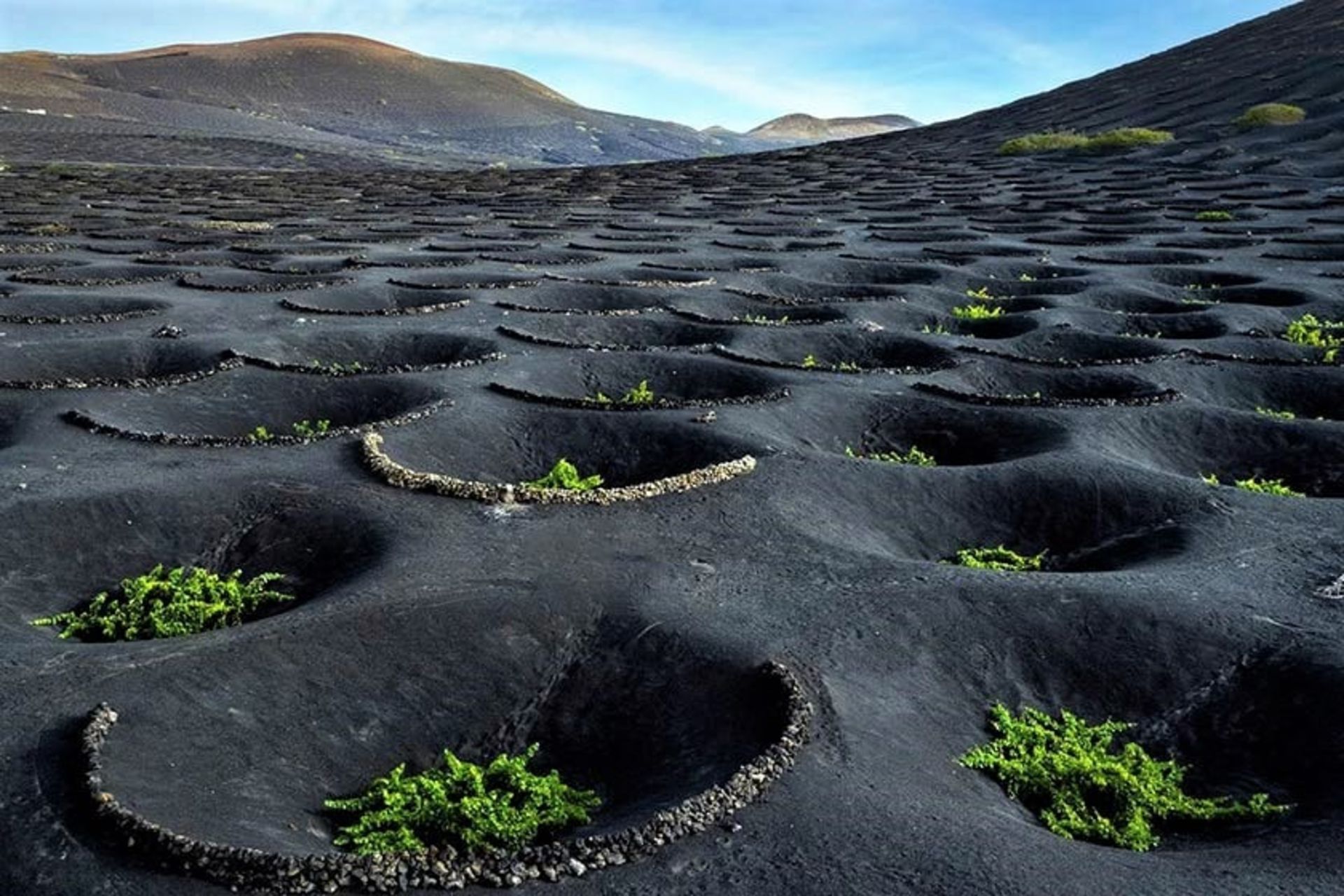 گودال های انگور در جزیره لانزروته اسپانیا، منبع عکس: bbc.com، عکاس: Turismo de Islas Canarias