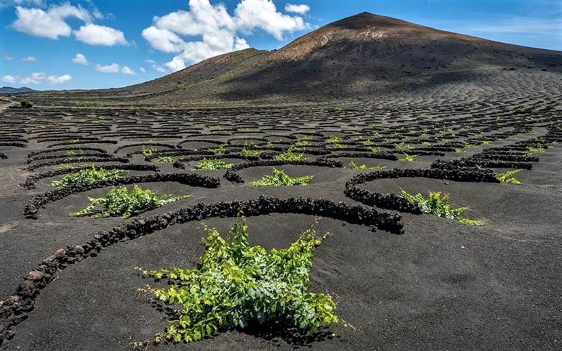 درختان مو در دامنه کوه های جزیره لانزروته، منبع عکس: bbc.com، عکاس: Turismo Lanzarote