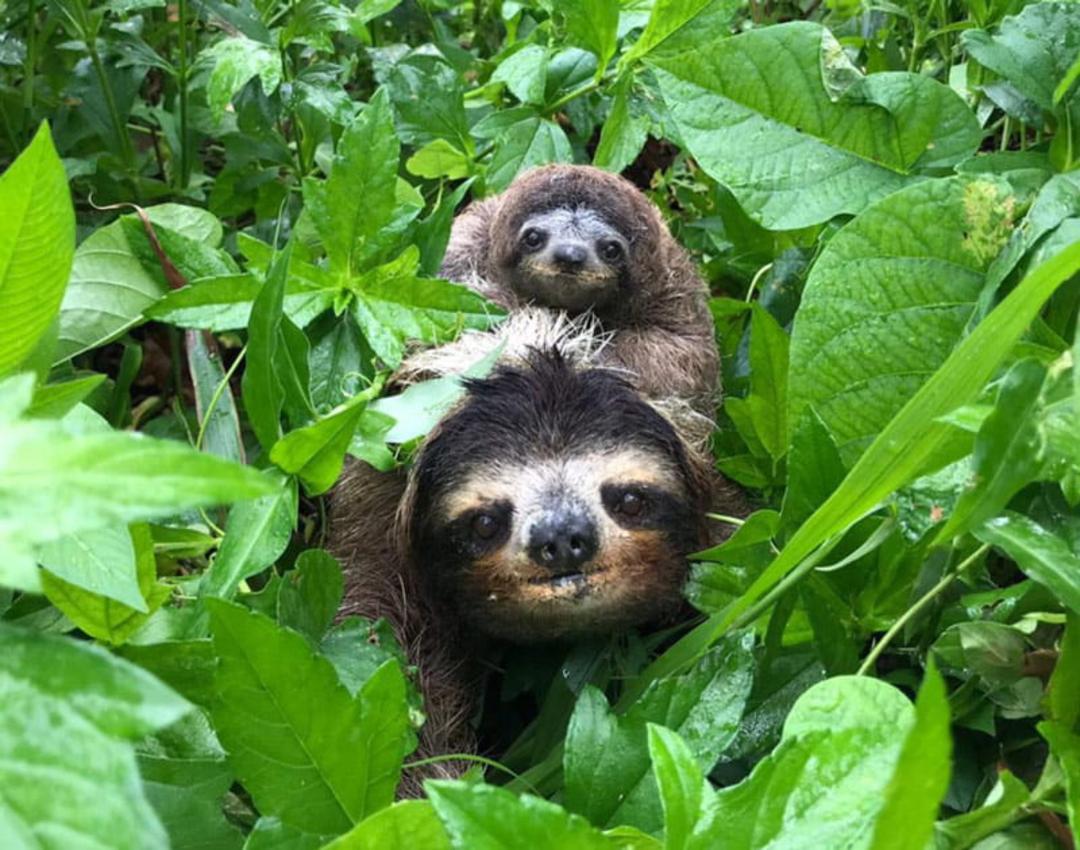 تنبل ها در جنگل؛ منبع عکس: The Sloth Conservation Foundation، عکاس: Cecilia Pamich
