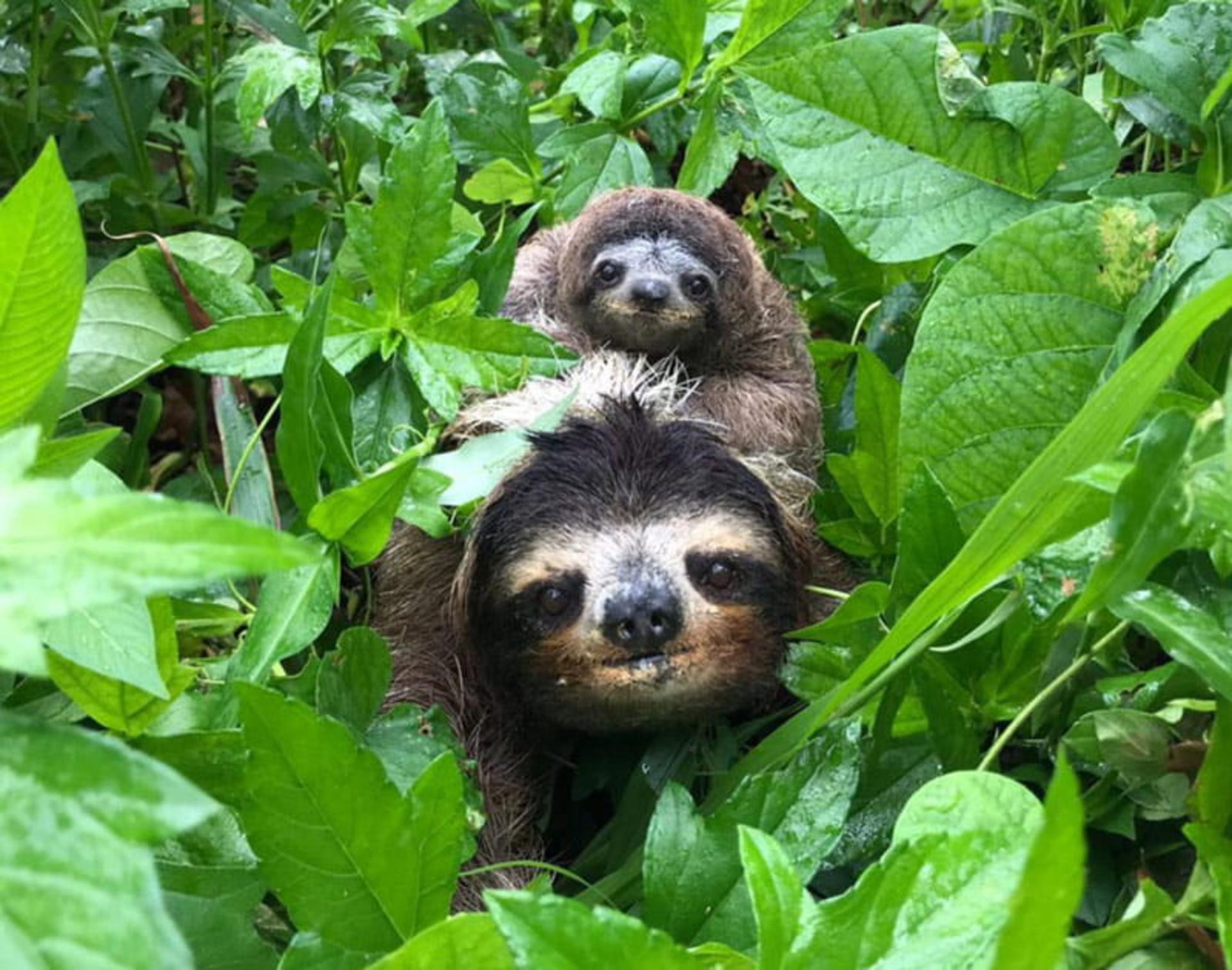 تنبل ها در جنگل؛ منبع عکس: The Sloth Conservation Foundation، عکاس: Cecilia Pamich