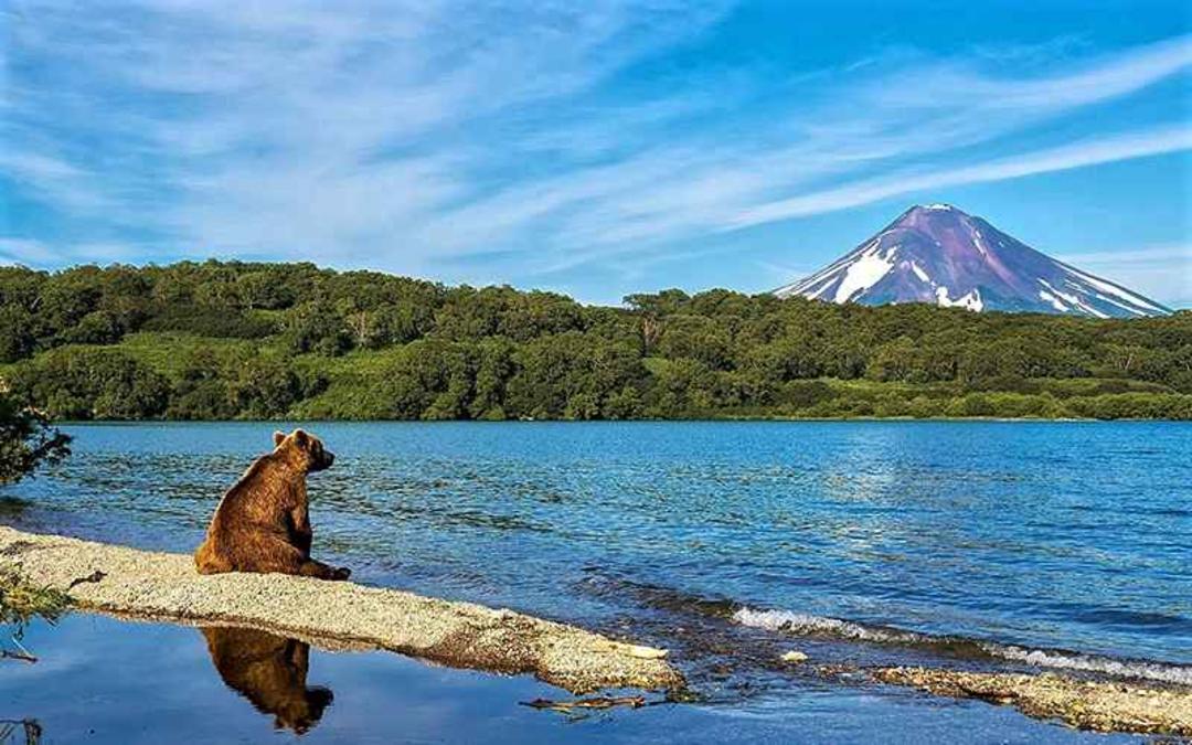 خرس قهوه ای در شبه جزیره کامچاتکا روسیه، منبع عکس: worldatlas.com، عکاس: نامشخص